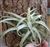 Large Tillandsia Harrisii