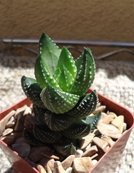 Haworthia Coarctata