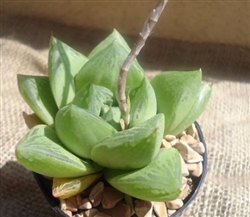 Haworthia Cuspidata