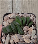 Haworthia Truncata