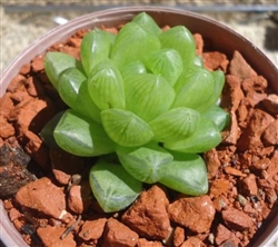 Haworthia Cymbiformis