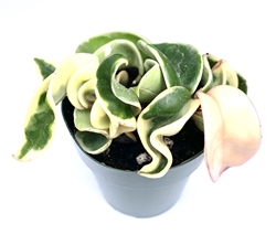 Variegated Hoya Hindu Rope House Plant