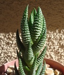 Haworthia  Reinwardtii