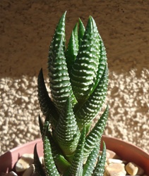 Haworthia  Reinwardtii