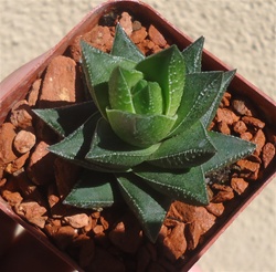 Haworthia Resendeana