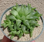 Haworthia Retusa Accuminata