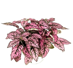 Hypoestes Pink Splash