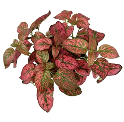 Hypoestes Red Splash