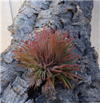 Tillandsia Ionantha Crested Form Cluster-Ionantha Cristata