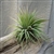 Tillandsia Ionantha Fat Boy