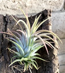 Tillandsia Ionantha Hedgehog Rare Air Plants