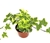 Ivy Gold Child Hedera Helix Easy Houseplants, 4" Pot