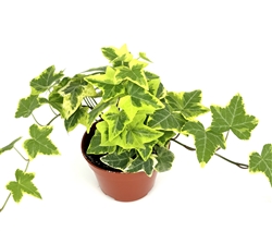 Ivy Gold Child Hedera Helix Easy Houseplants, 4" Pot