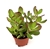 Jade Succulent Crassula Succulents Easy Care, 4" pots