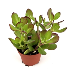 Jade Succulent Crassula Succulents Easy Care, 4" pots