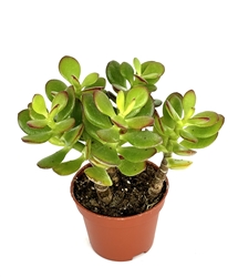 Jade Succulent Crassula