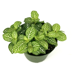 Jolly Lemon Nerve Plant Fittonia