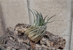 Tillandsia Kautskyi