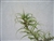 Tillandsia Latifolia Caulescent Form