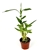 Lucky Bamboo 6 Stalks Good Luck and Wealth House Plants, 4" pot