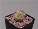 Lithops Dorotheae