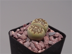 Lithops Dorotheae