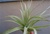 Large Tillandsia Leonamia True Form