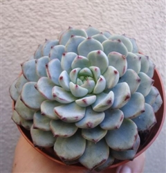 Large Echeveria Minima 'Bella'