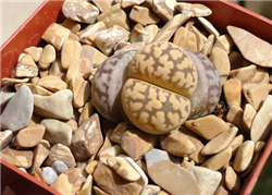 Lithops Karasmontana Bella