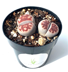 Lithops Karasmontana v Top Red Mimicry Succulents