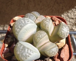 Lithops Marmorata