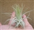 Tillandsia Magnusiana