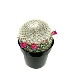 Mammillaria Elegans