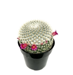 Mammillaria Elegans