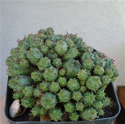 Mini Corn Cob Euphorbia Submammillaris