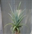 Tillandsia Micans Hybrid