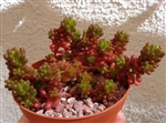 Mini Jelly Bean Cluster-Sedum Rubrotinctum Mini