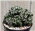 Mini Ming Cactus-Cereus Forbesii cv "Mini"