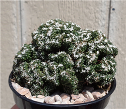 Mini Ming Cactus-Cereus Forbesii cv "Mini"