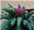 Mini Star Fish Cactus Stapelia Scitula