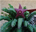 Mini Star Fish Cactus Stapelia Scitula