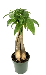 Money Tree Braided Pachira