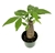 Money Tree Pachira Stump Bonsai House Plants, 4" pot