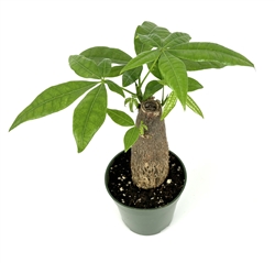 Money Tree Pachira Stump Bonsai House Plants, 4" pot