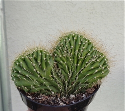 Neobuxbaumia Euphorbioides Cristata Crested Cactus