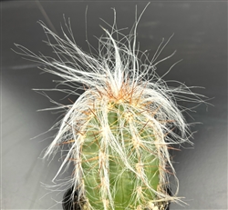 Old Man of the Andes Cactus-Oreocereus Celsianus.