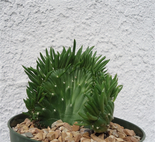 Crested Christmas Cactus-Opuntia Subulata Cristata