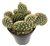 Opuntia Parryi Serpentina  Rare Crested Cactus, 3.5" Pot