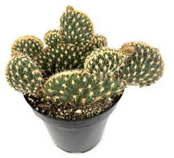 Opuntia Parryi Serpentina  Rare Crested Cactus, 3.5" Pot