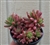 Pastel Jelly Bean Succulent Cluster-Sedum Rubrotinctum "Aurora"